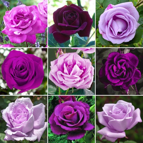 Striking purple potted rose - potted,