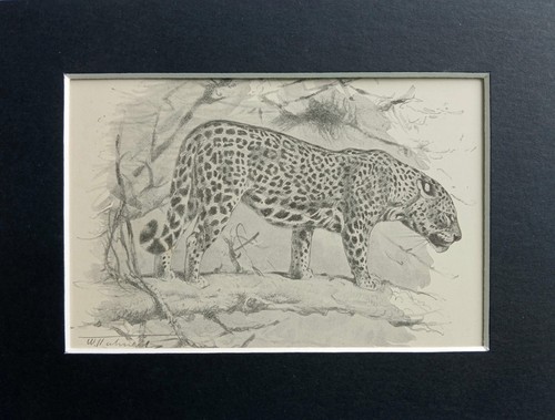 Jaguar cat mounted antique - jaguar,