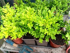 Buxus hedge plants 2 - –,