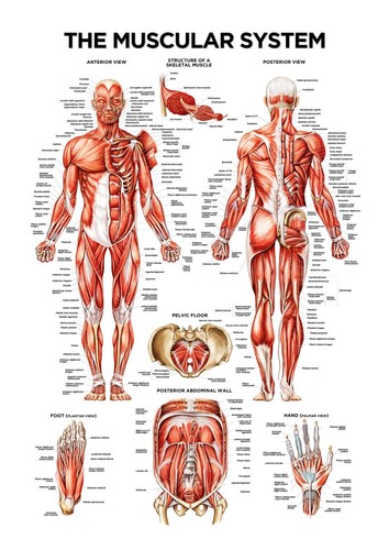 Muscular system poster human - system, |