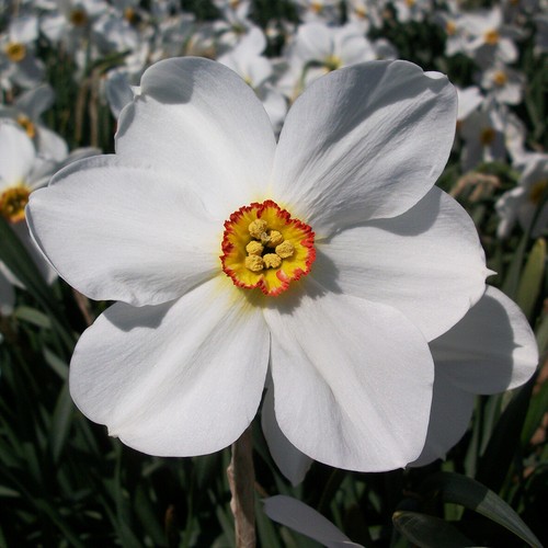Narcissus actaea spring - narcissus, actaea.
