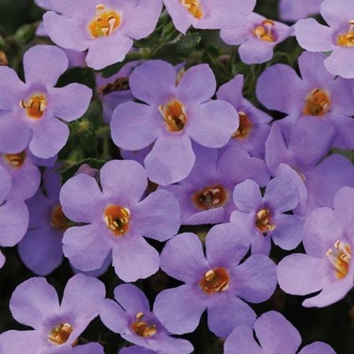 Bacopa trailing giga - bacopa, giga®