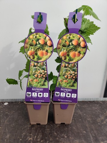 2xsoft fruit raspberry - raspberry, allgold