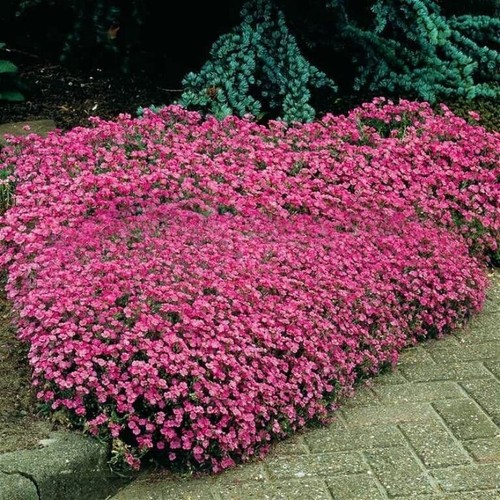 Saponaria soapwort tumbling - saponaria,