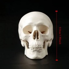 Convenient human head model - human,