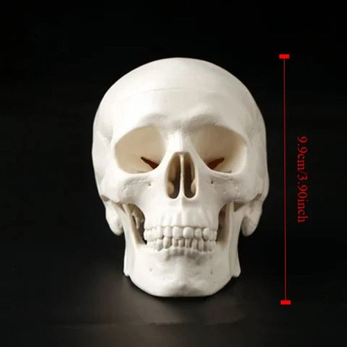 Convenient human head - convenient,