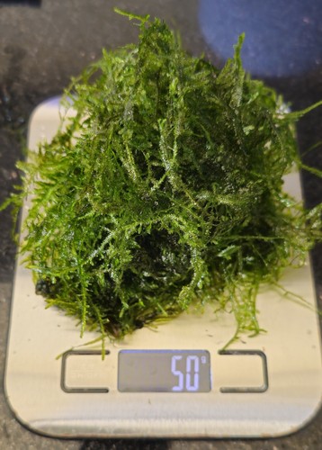 Christmas moss aquarium - moss,