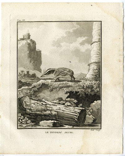 Antique print young - antique, print-young
