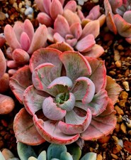 Echeveria Beyoncé Rainbow |