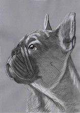 Beautiful French bulldog