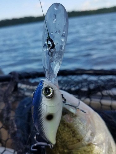 Zuri deep crank fishing - zuri,
