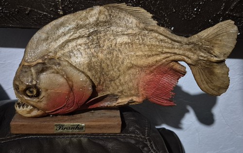 Vintage red bellied piranha - bellied,