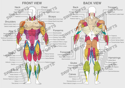 Human muscles diagram anatomy - human,