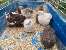 🐤 12❎ Mix Quternix Quail