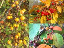 Crabapple collection edible - collection,,