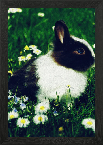 Cute rabbit field of - cute,