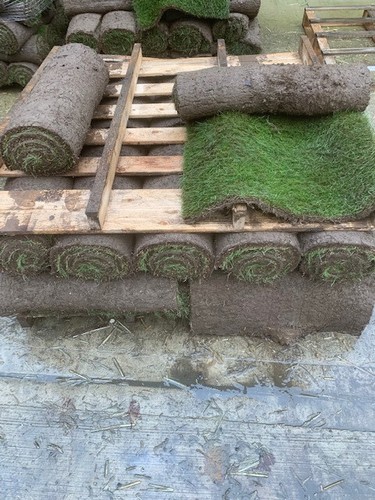 Real grass lawn - real,