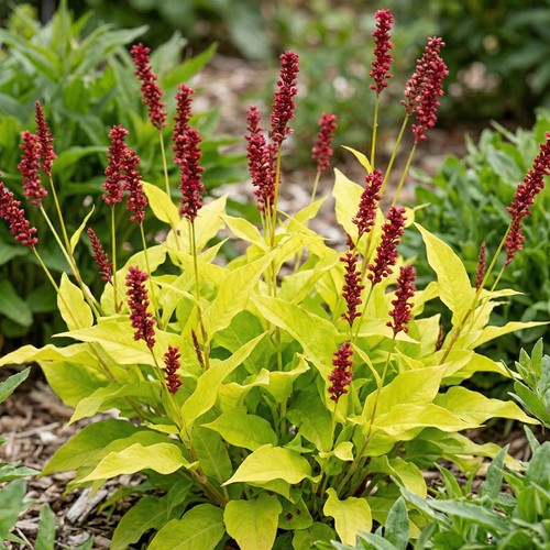 Persicaria golden arrow - persicaria,