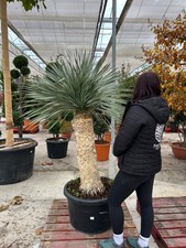 1 x Yucca Rostrata Palm Tree