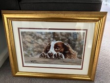 Springer Spaniel limited edition framedprint 269/500 "Peeping Tom" by Paul Doyle