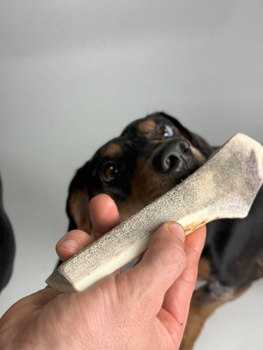 Large split deer - split, dog