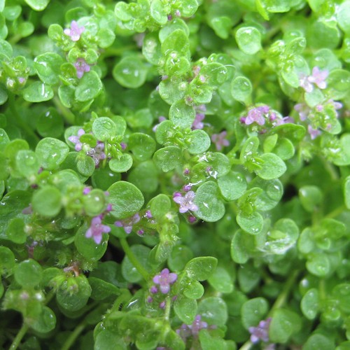 Mint corsican miniature - mint,