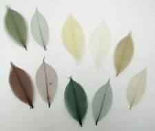 Real Pressed Skeleton Autumn Leaves Card Making Arts Crafts Large 1 Pack 20 Pcs