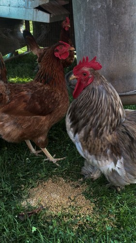 Laying hen starter kit - starter,