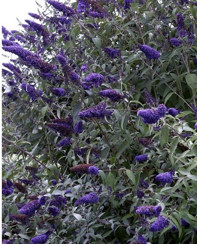 Buddleja davidii pixie - davidii, ‘pixie