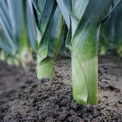 Garden ready plants pack - ready, 12