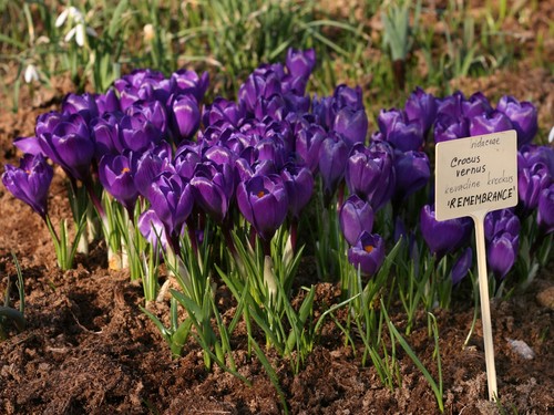 10x large flowering crocus - large,