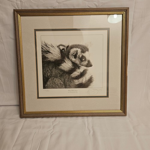 Gary hodges ring tailed - gary, "ring-