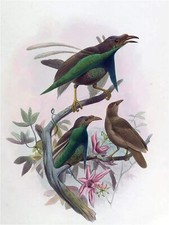 Tropical bird of paradise D