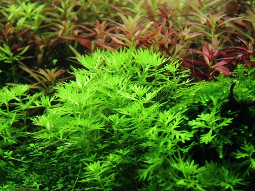 Hottonia palustris tropica - hottonia,