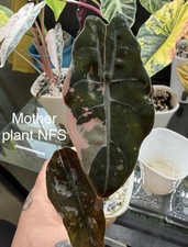 Alocasia Chantrieri Pink