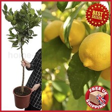 2-3 ft Big Large Lemon Citrus