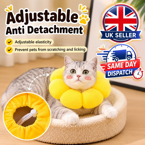 Soft cute sun flower - cute, cat