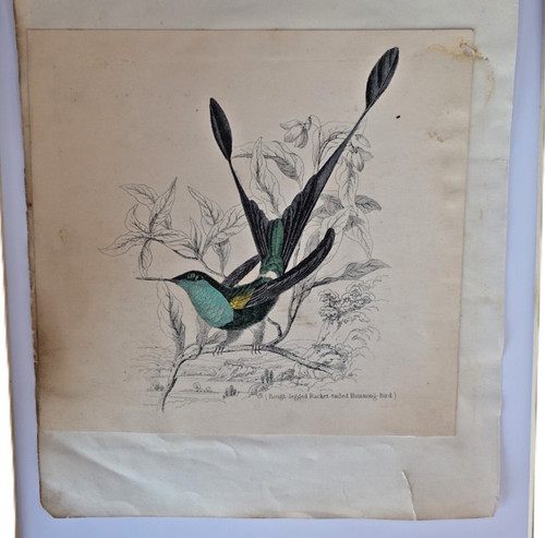 Antique racket tailed - antique, racket-tailed