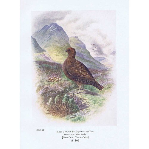 Birds red grouse antique - birds,
