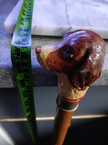 Springer spaniel dog head - spaniel,