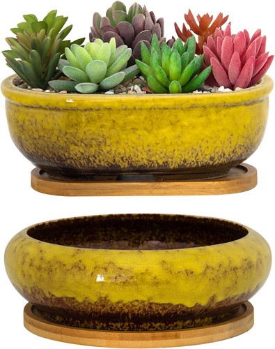 Artketty succulent plant - plant, pot