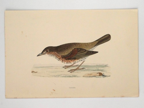 Thrush british bird print - bird, f