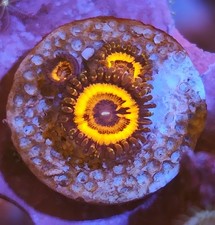 WYSIWYG Zoa Zoanthids Soft