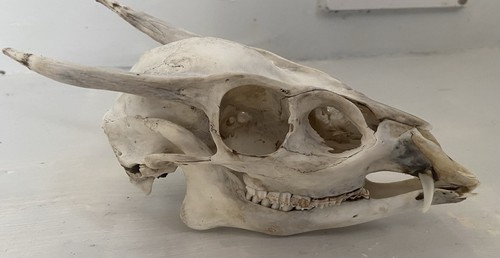 Wild animal horned skull - horned, bone
