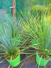 Hardy Beaked Yucca - Yucca rostrata - 10litre 24-28inches inc. pot