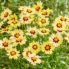 Coreopsis Solar Moon Live Real