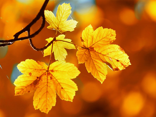 Sycamore tree acer - sycamore,