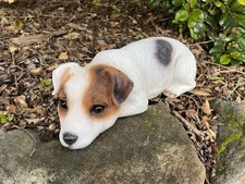 Jack Russell Fox Terrier Dog