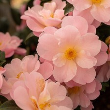 Camellia Congratulations | 2L