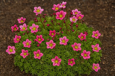 Saxifrage - evergreen ground